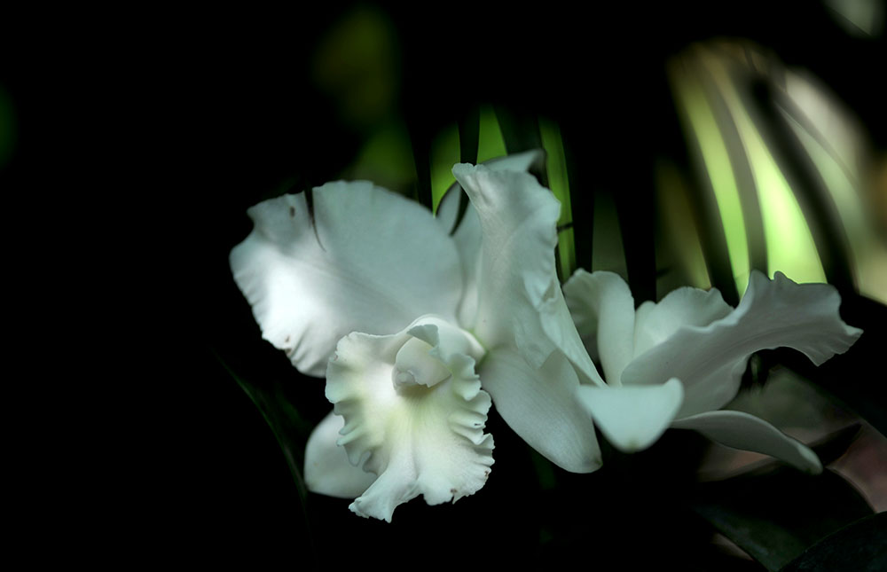DSC_6591.JPG