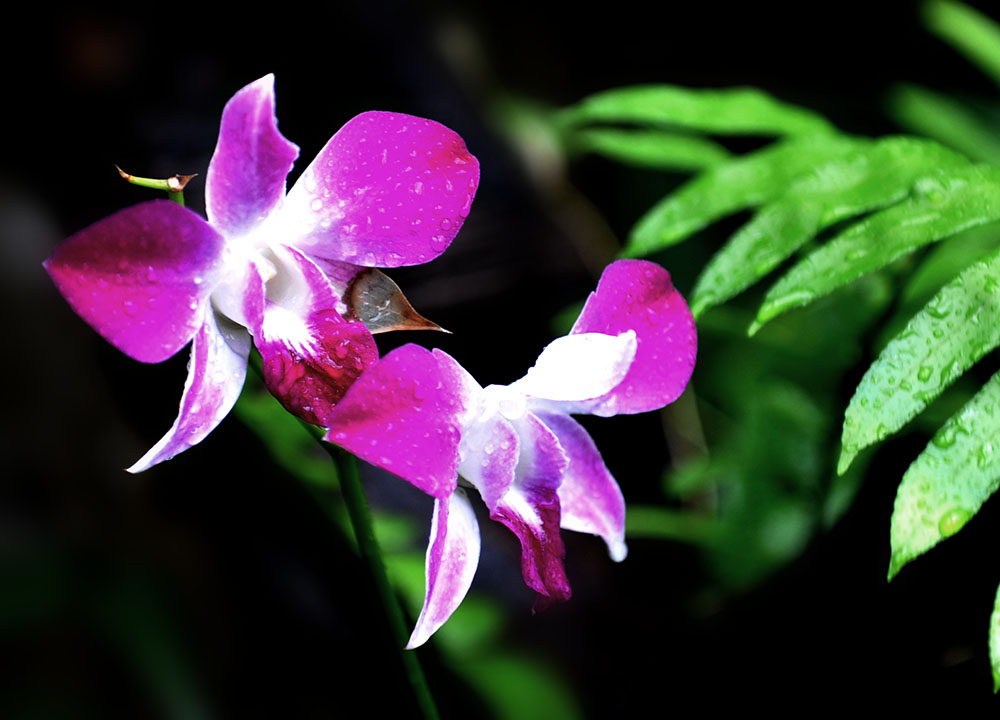 DSC_6184.JPG
