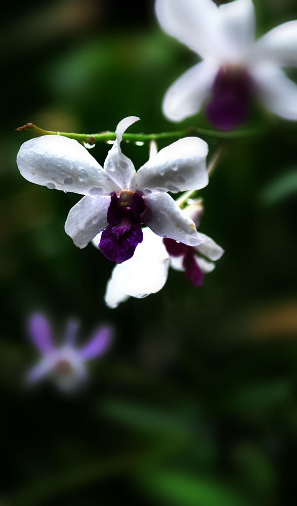 DSC_6196.JPG
