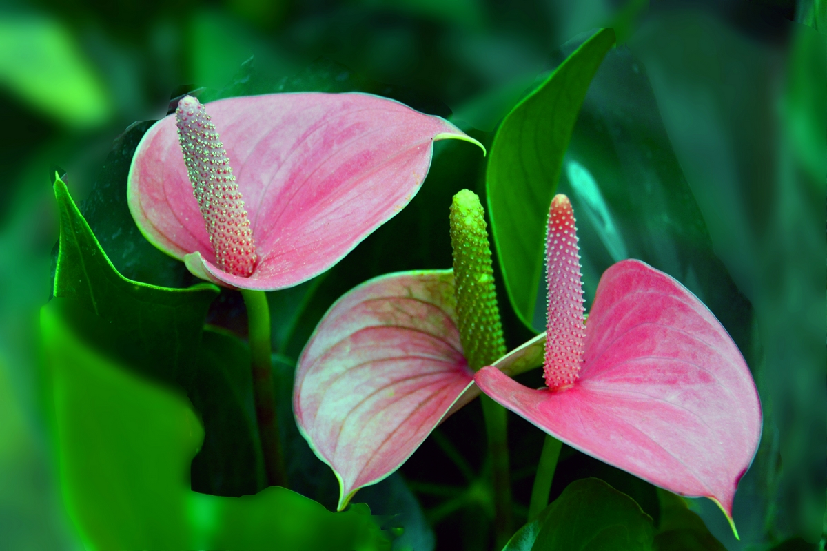 nEO_IMG__DSC7101.jpg