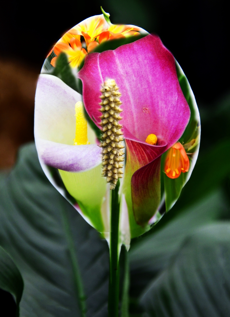 nEO_IMG__DSC7098.jpg