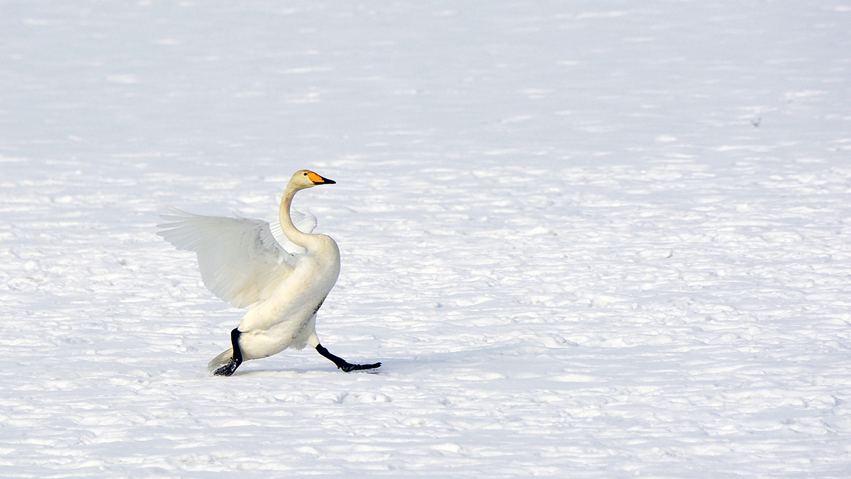 _DSC9266.jpg