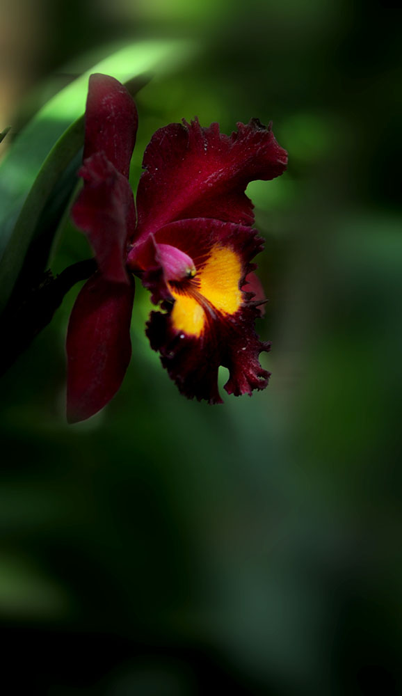 DSC_6593.JPG