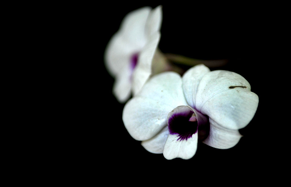 DSC_6595.JPG