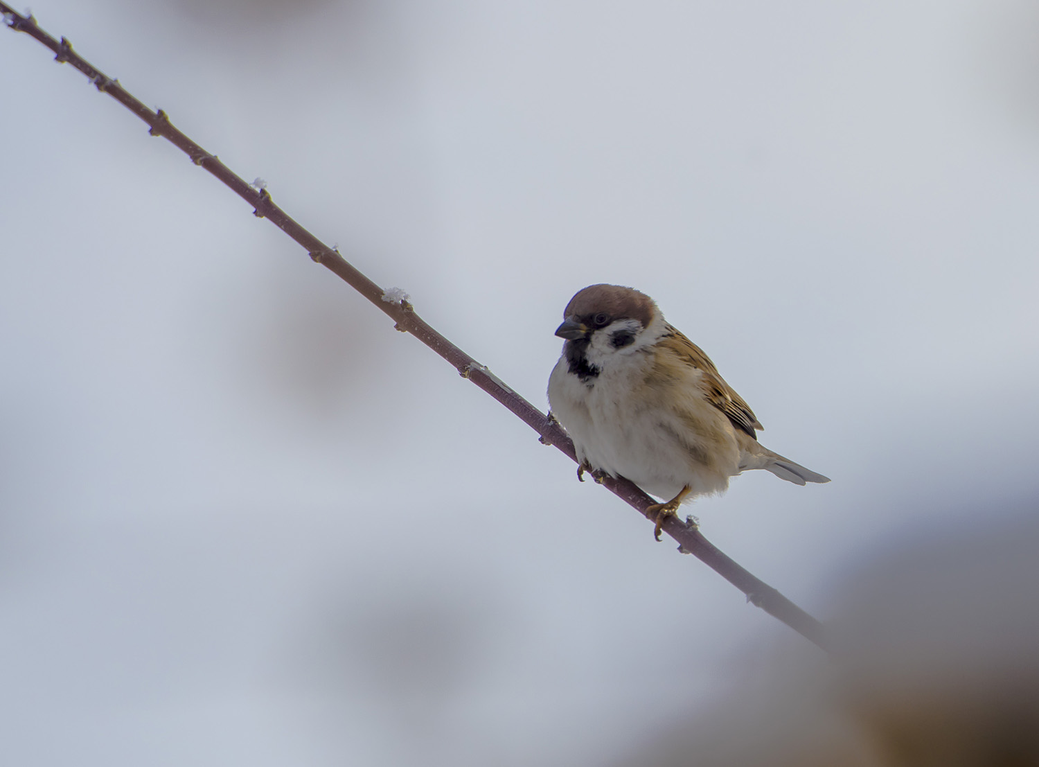_DSC6005.JPG