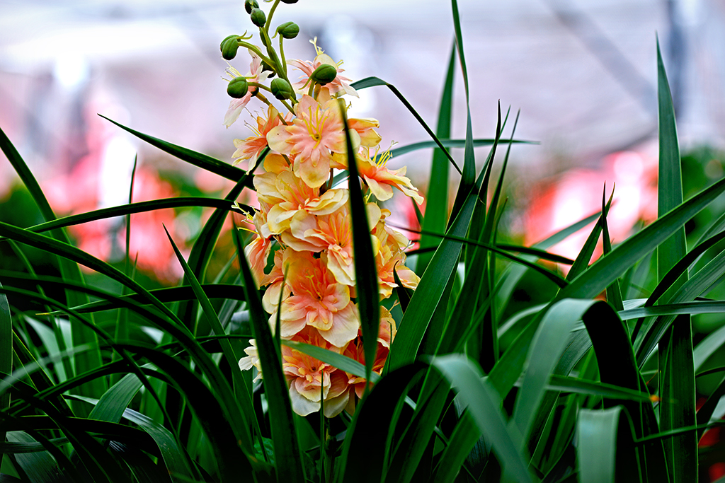 DSC_0418.JPG