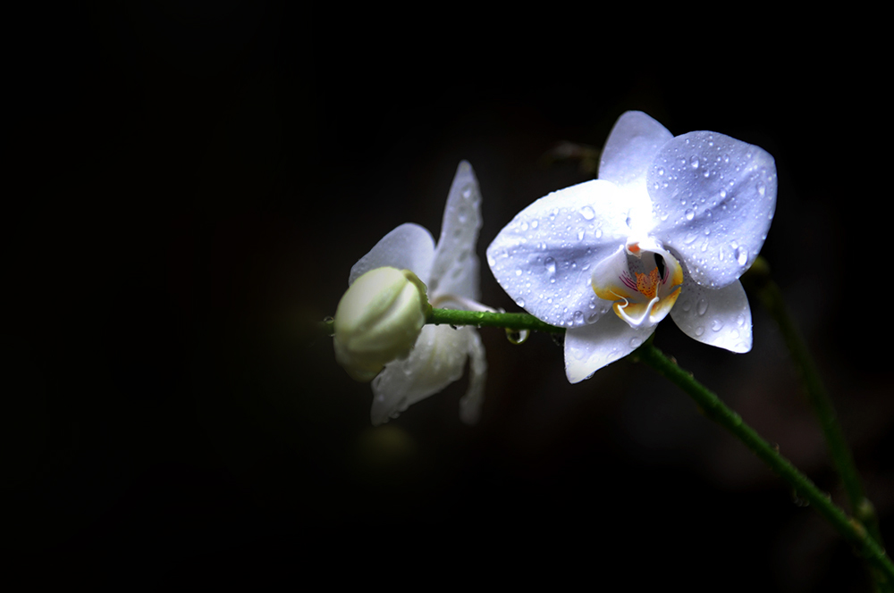 DSC_6194.JPG
