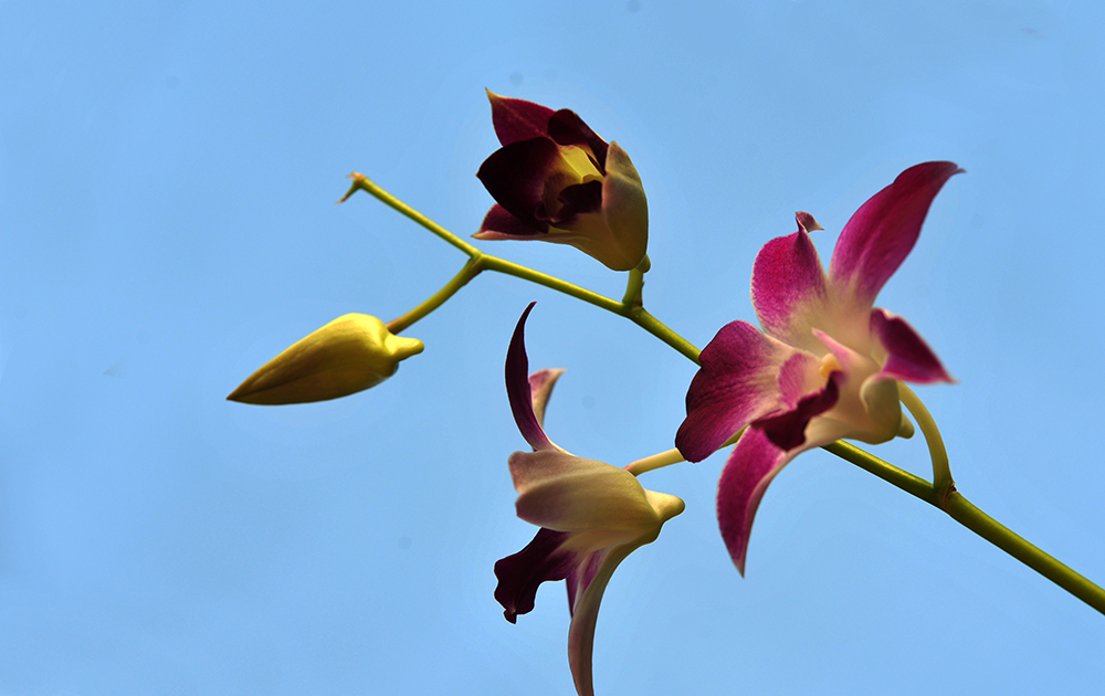 DSC_6598.JPG