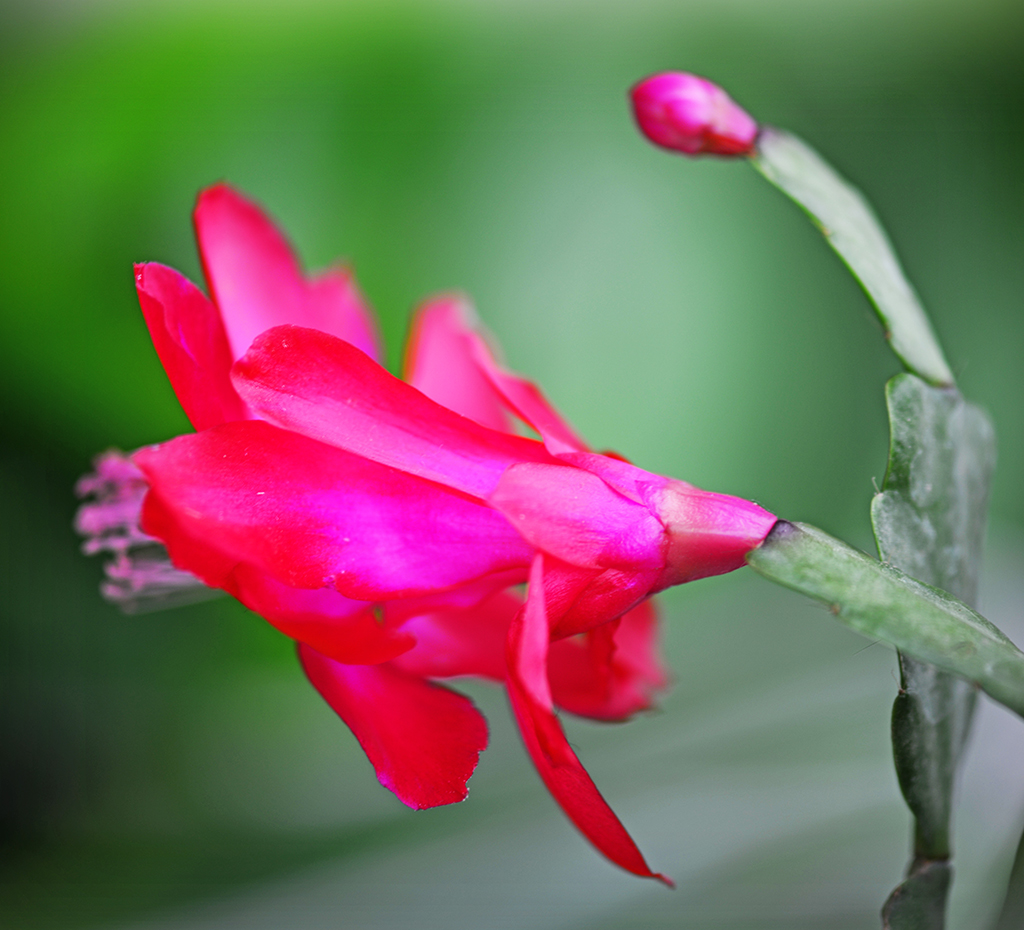 DSC_0424.JPG