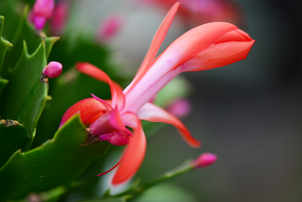 DSC_0427.JPG