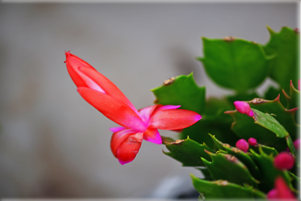 DSC_0441.JPG