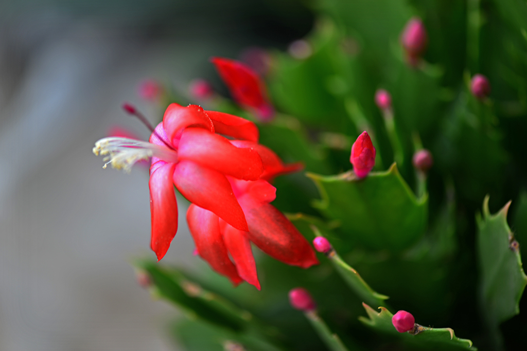 DSC_0450.JPG