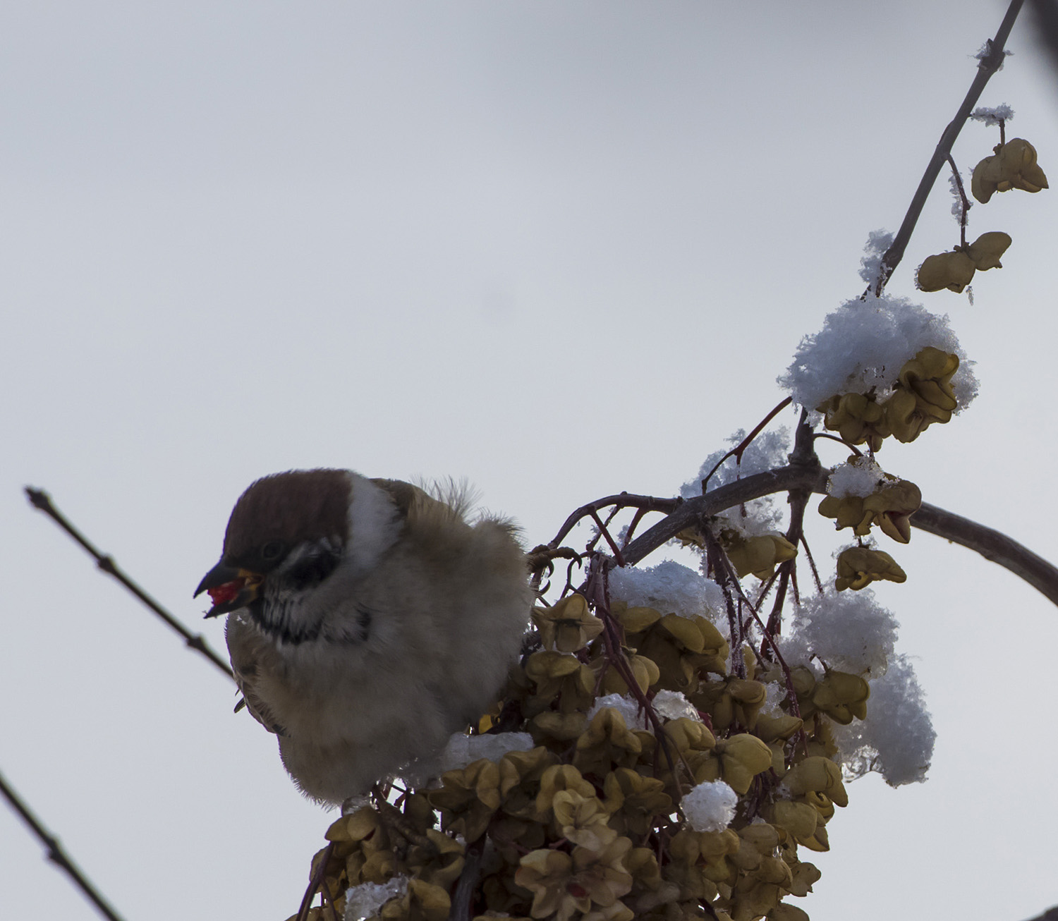 _DSC6104.JPG