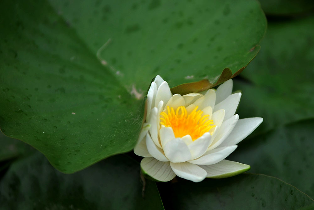 DSC_4592.JPG