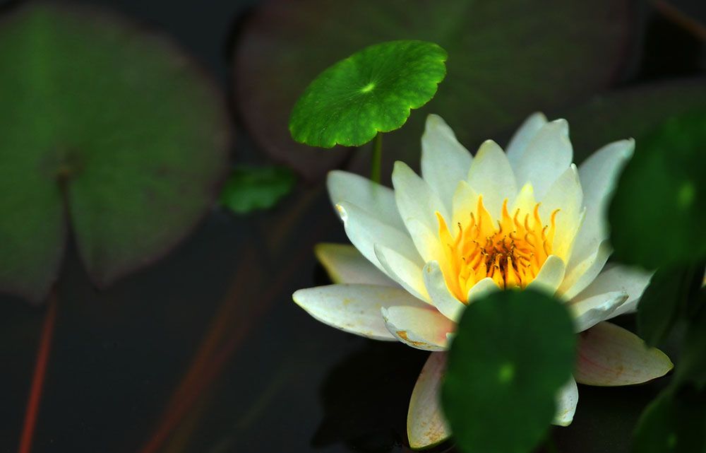 DSC_4683.JPG