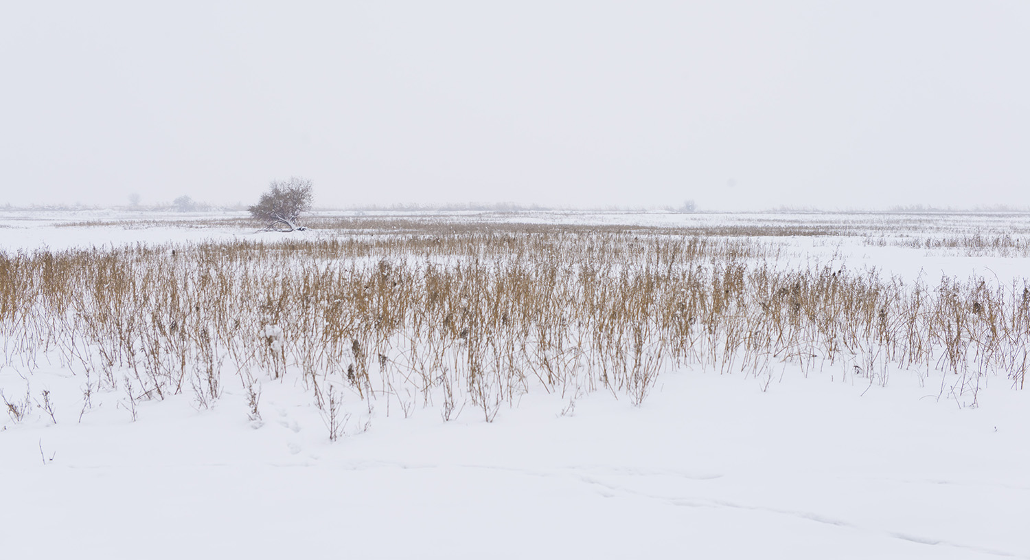 _DSC6257.JPG