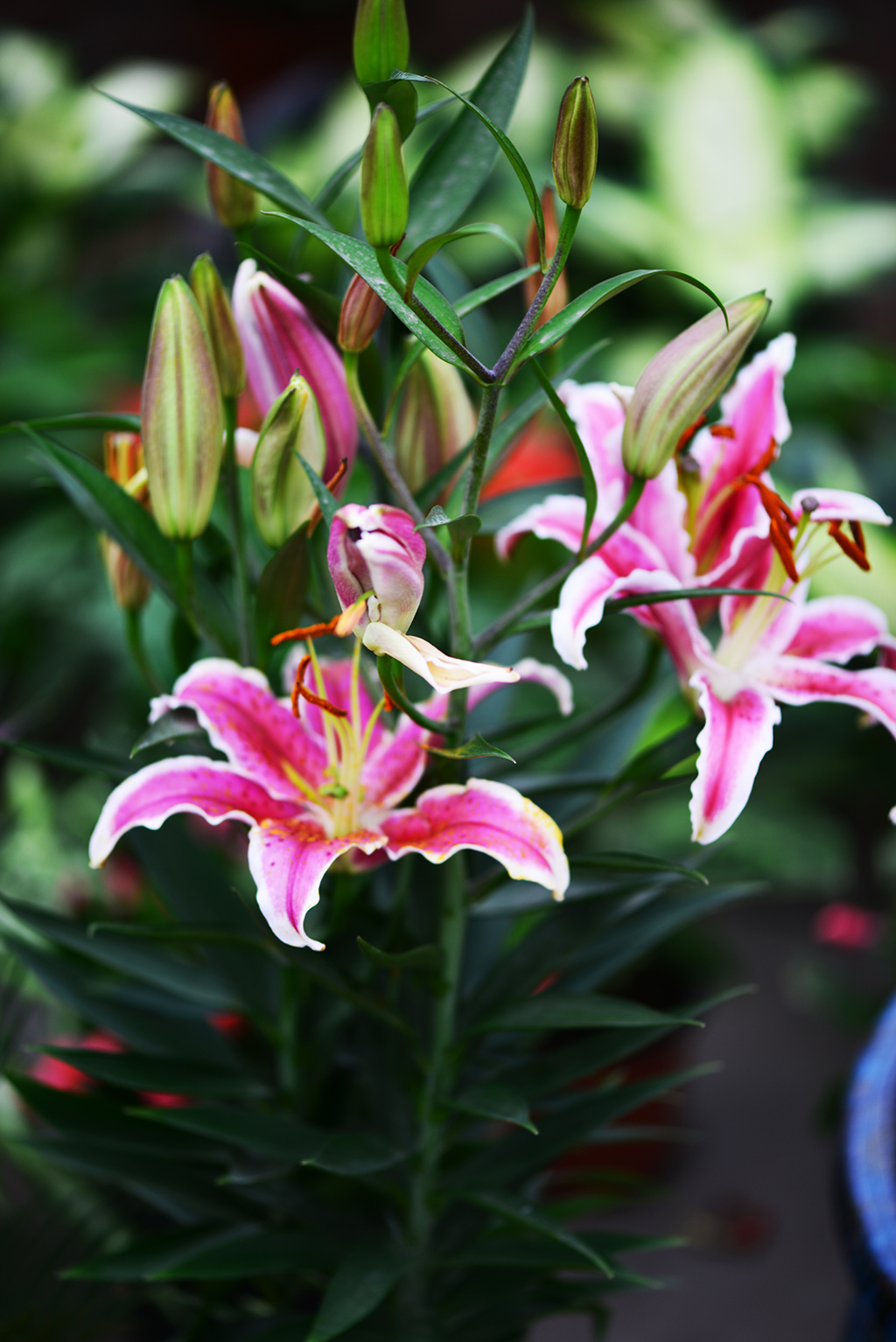 DSC_0422 - .JPG