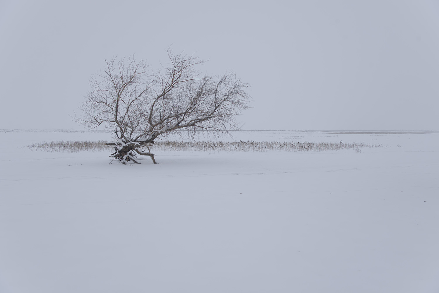 _DSC6278.JPG