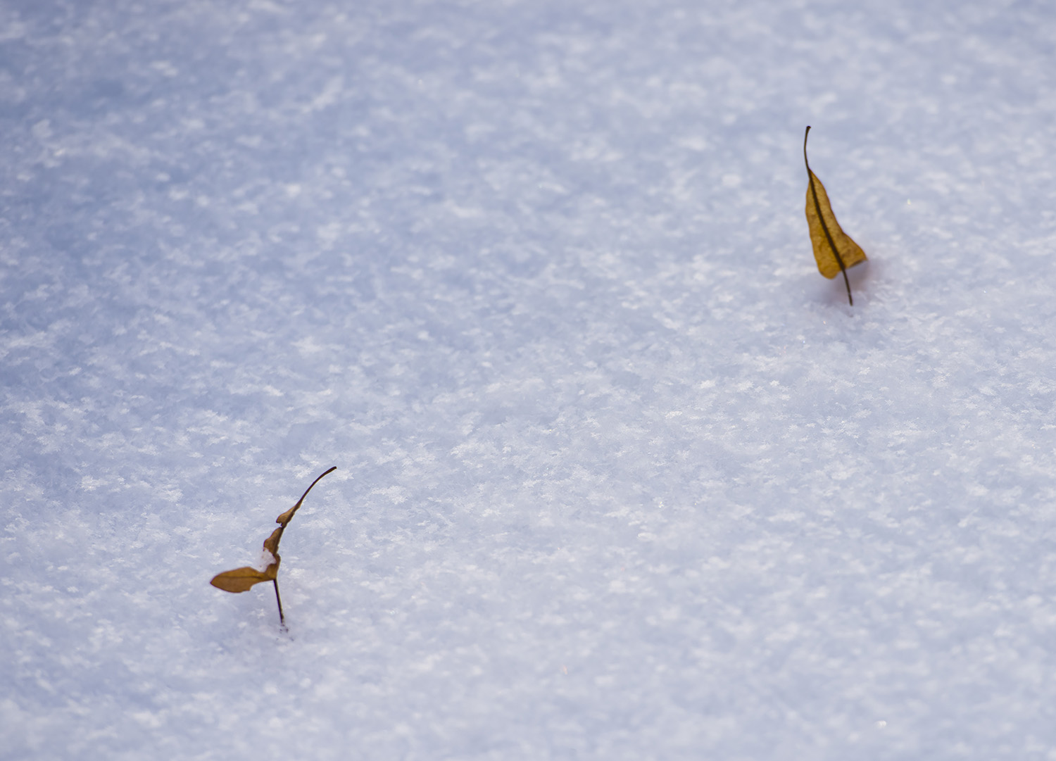 _DSC6405.JPG