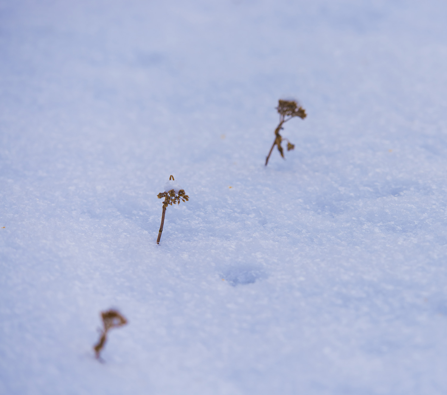 _DSC6410.JPG