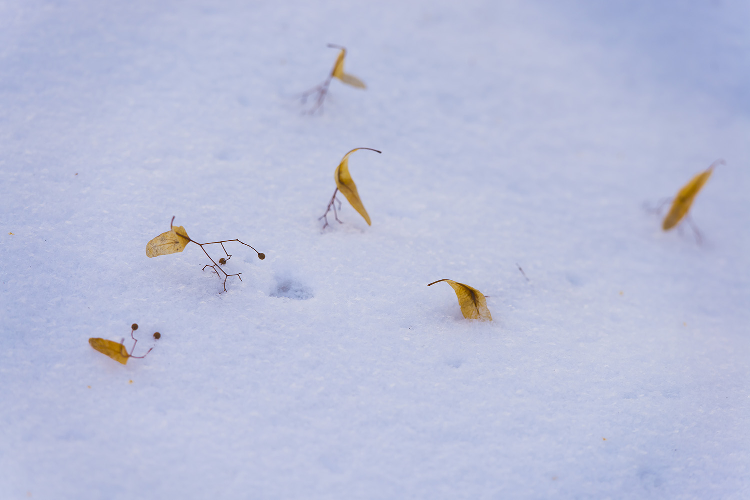 _DSC6414.JPG