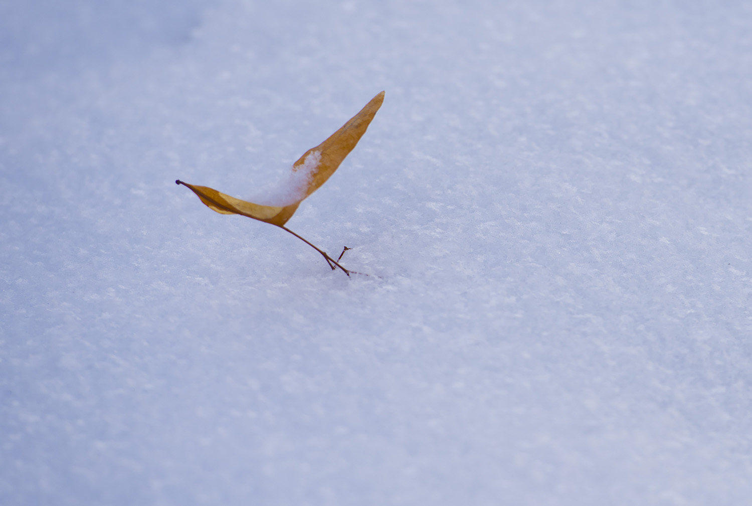 _DSC6416.JPG