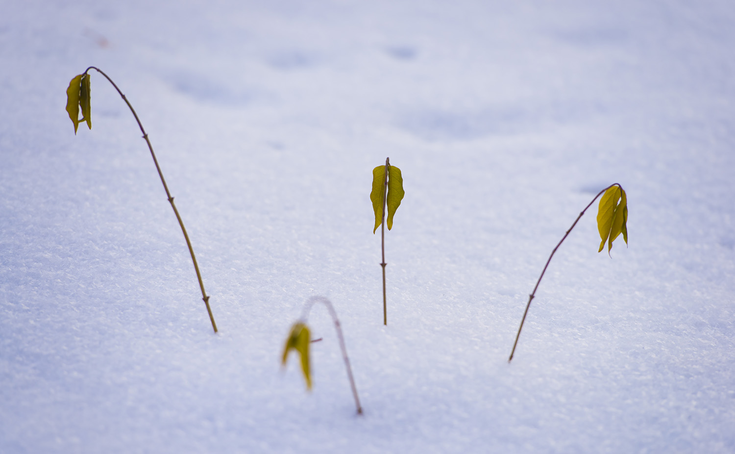 _DSC6417.JPG
