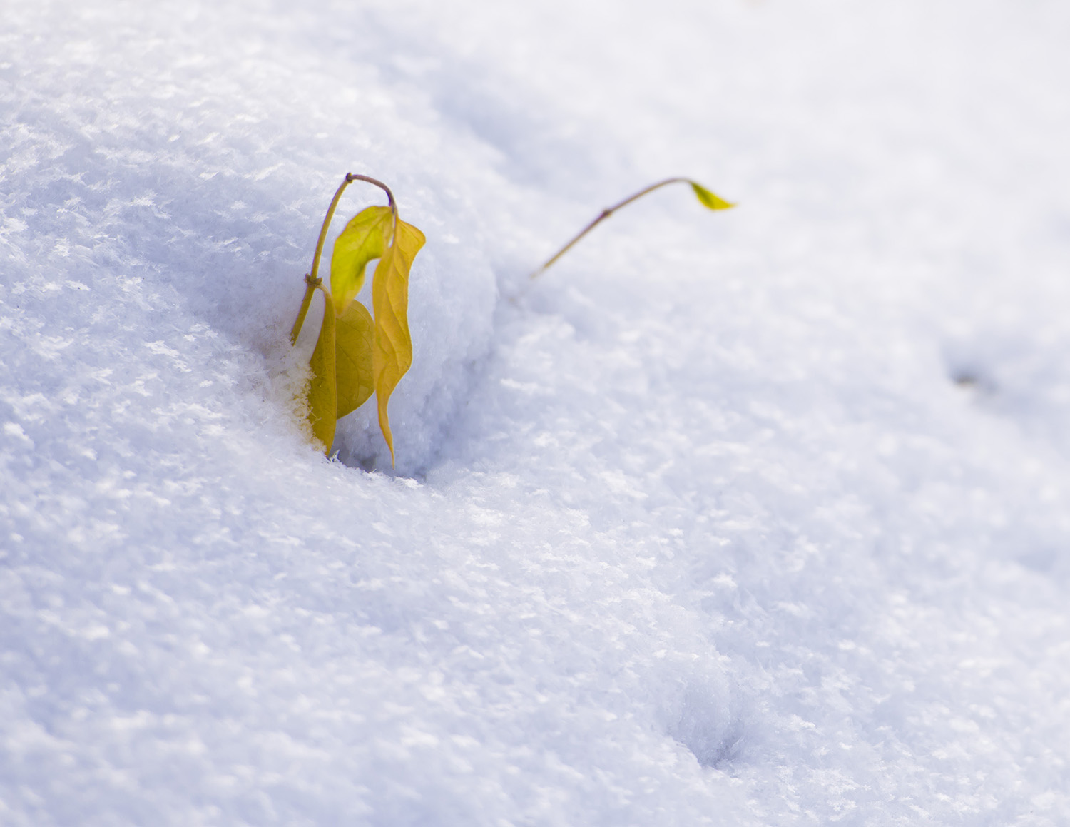 _DSC6430.JPG