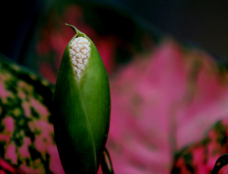 CC5A7551.-800.jpg