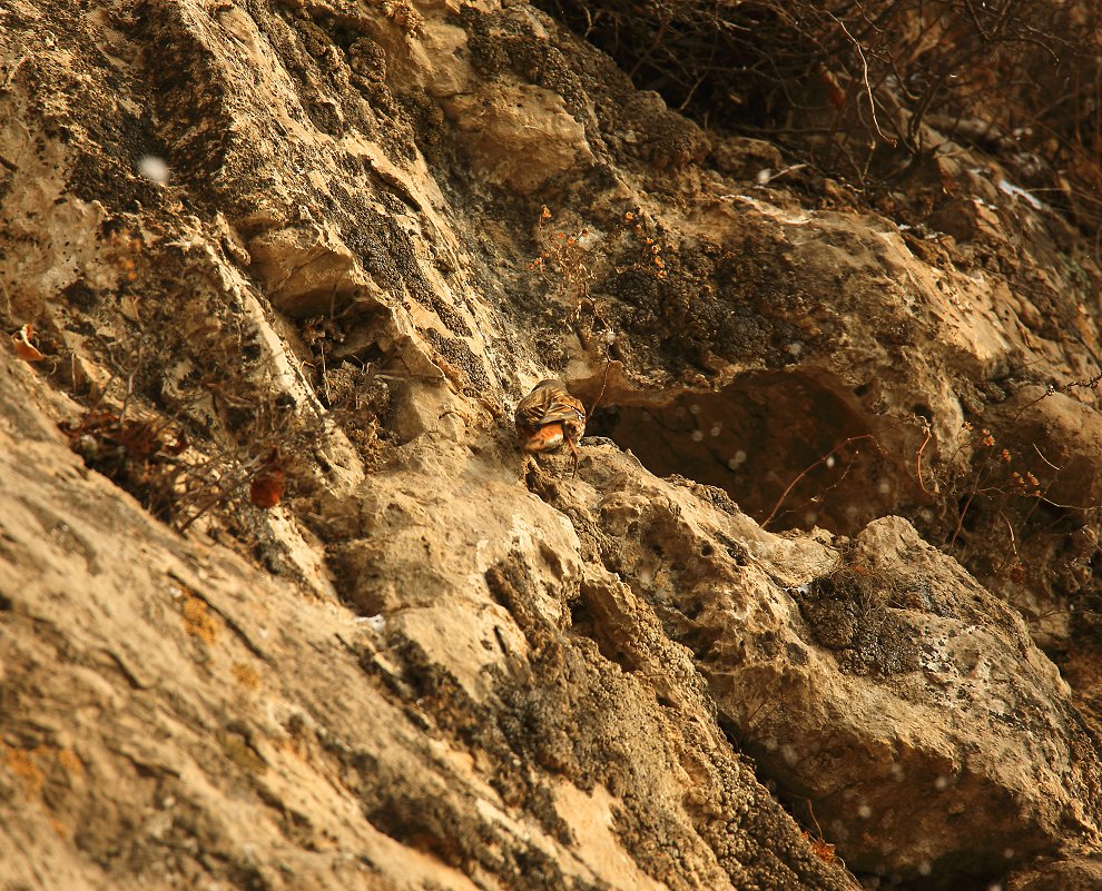 D13225.jpg