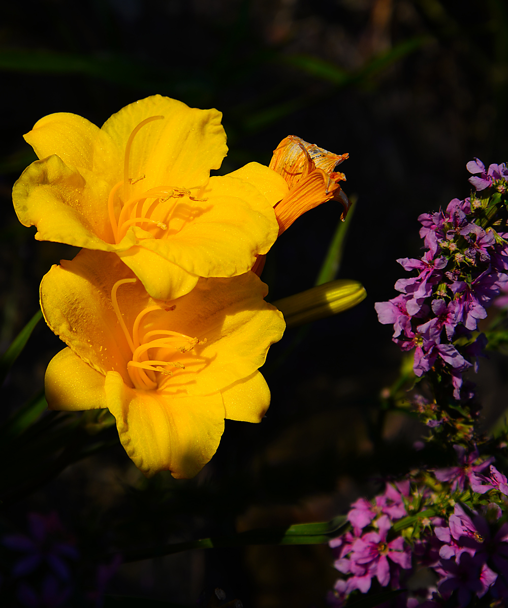 DSC_3160.jpg