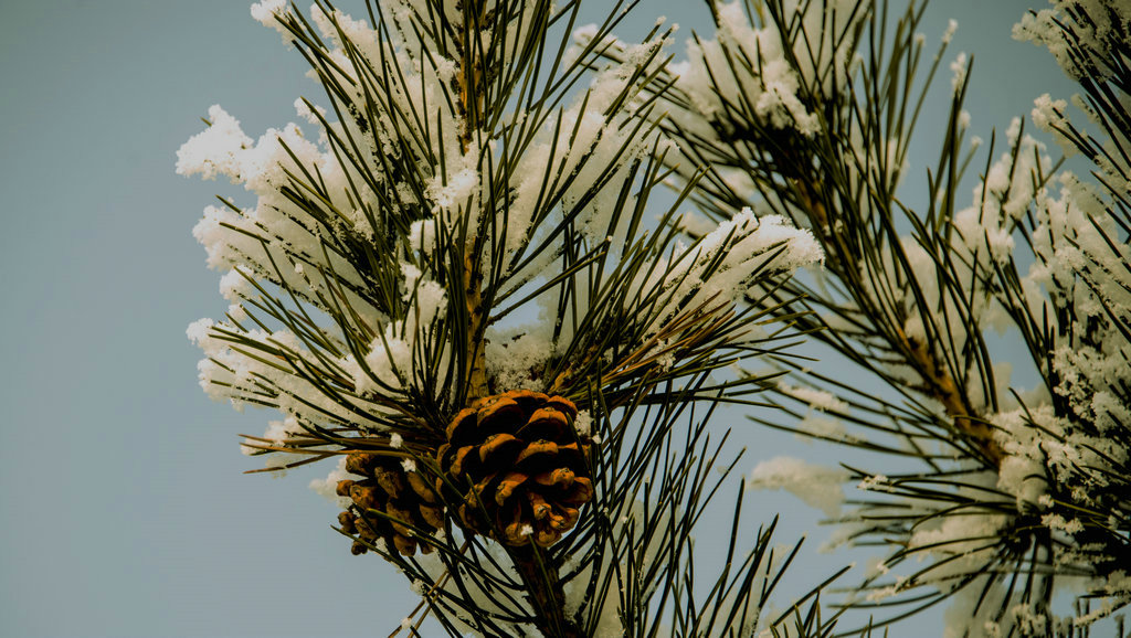 DSC_0474.jpg