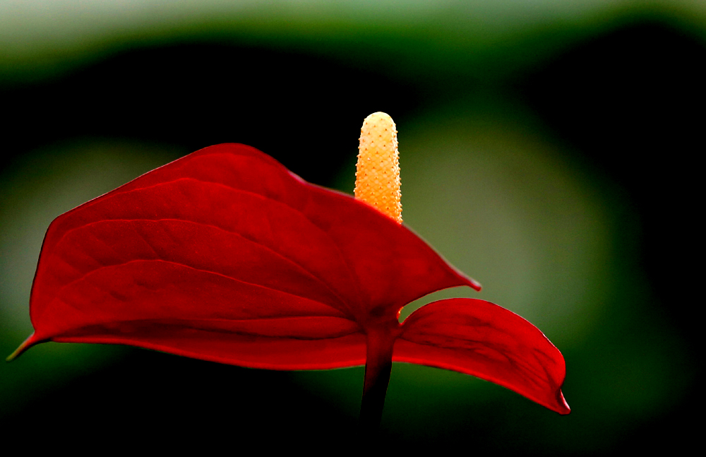 CC5A7500.1000w.jpg