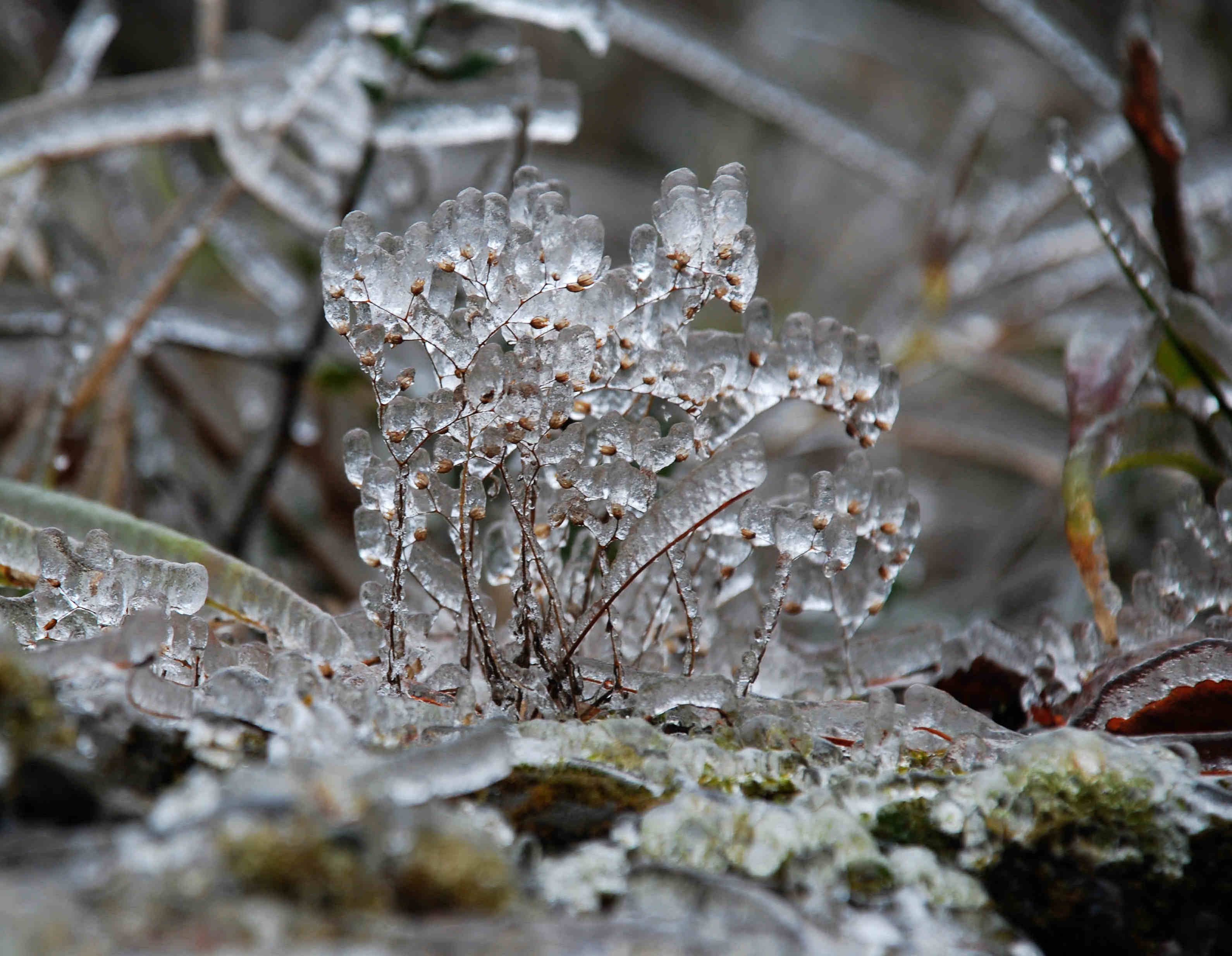 DSC_0082.JPG