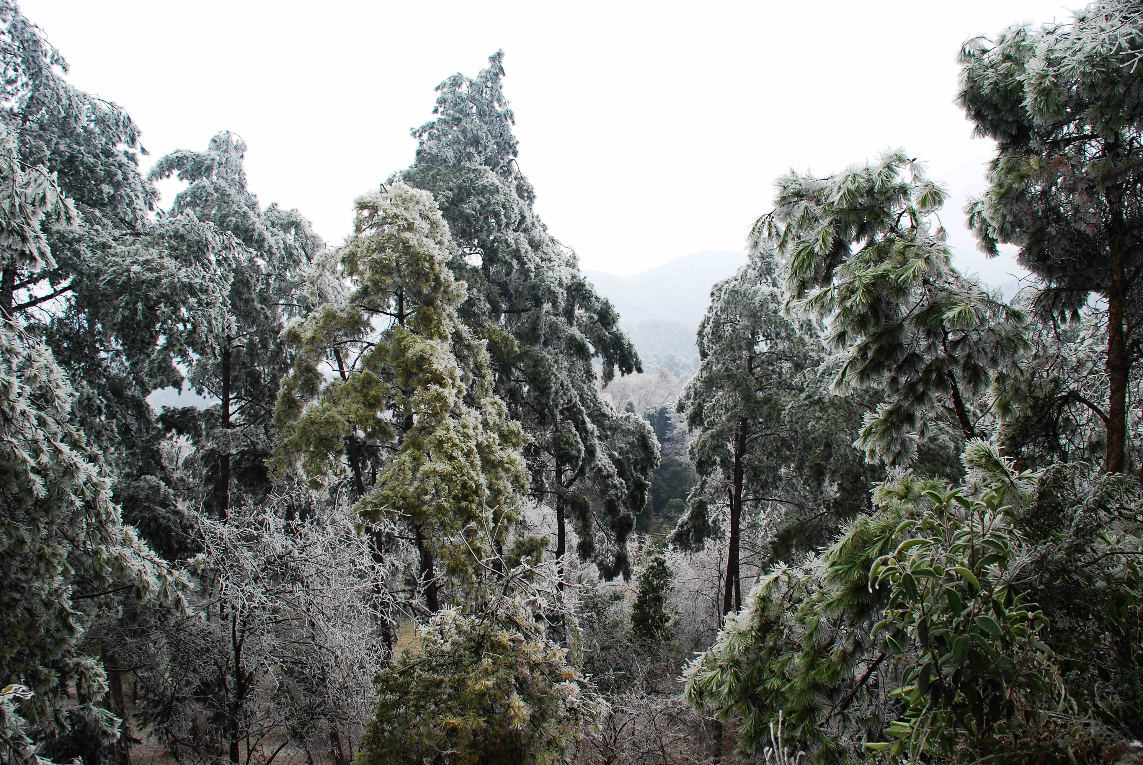 DSC_0097.JPG