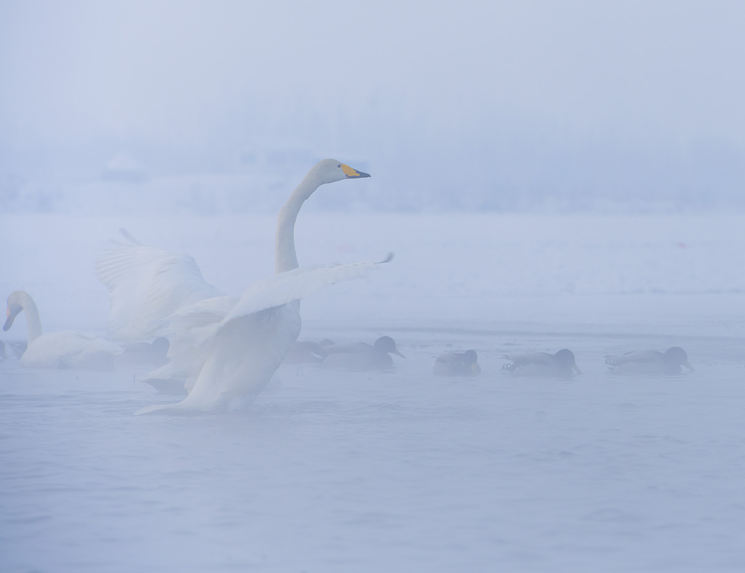 _DSC7232.JPG