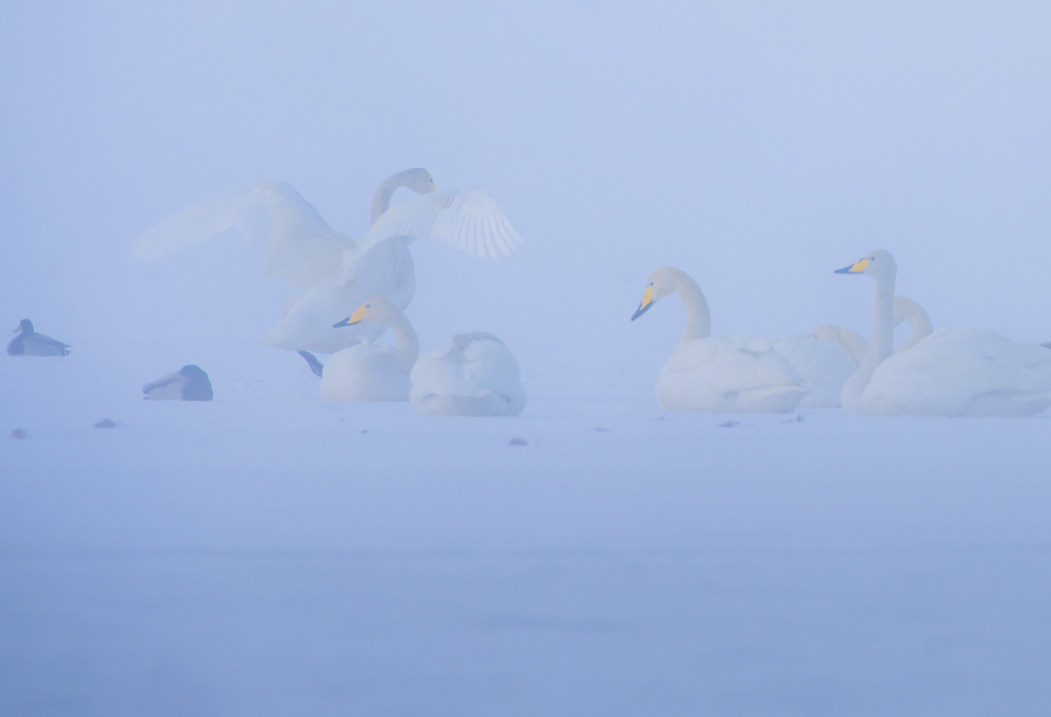 _DSC7386.JPG