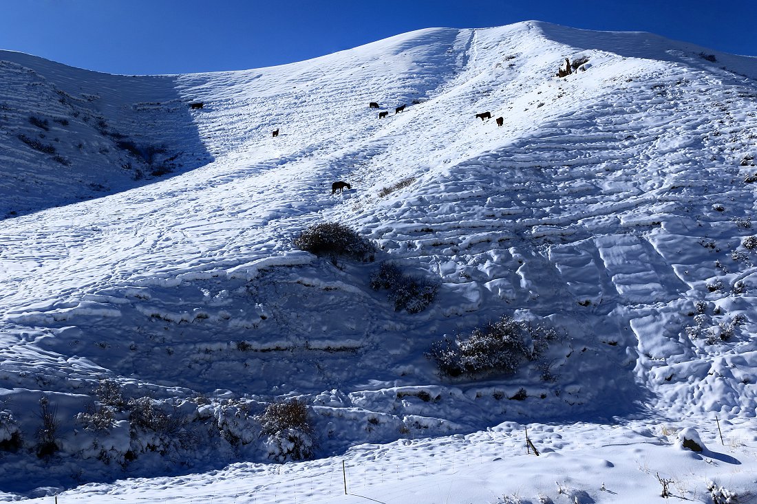 D19025.jpg