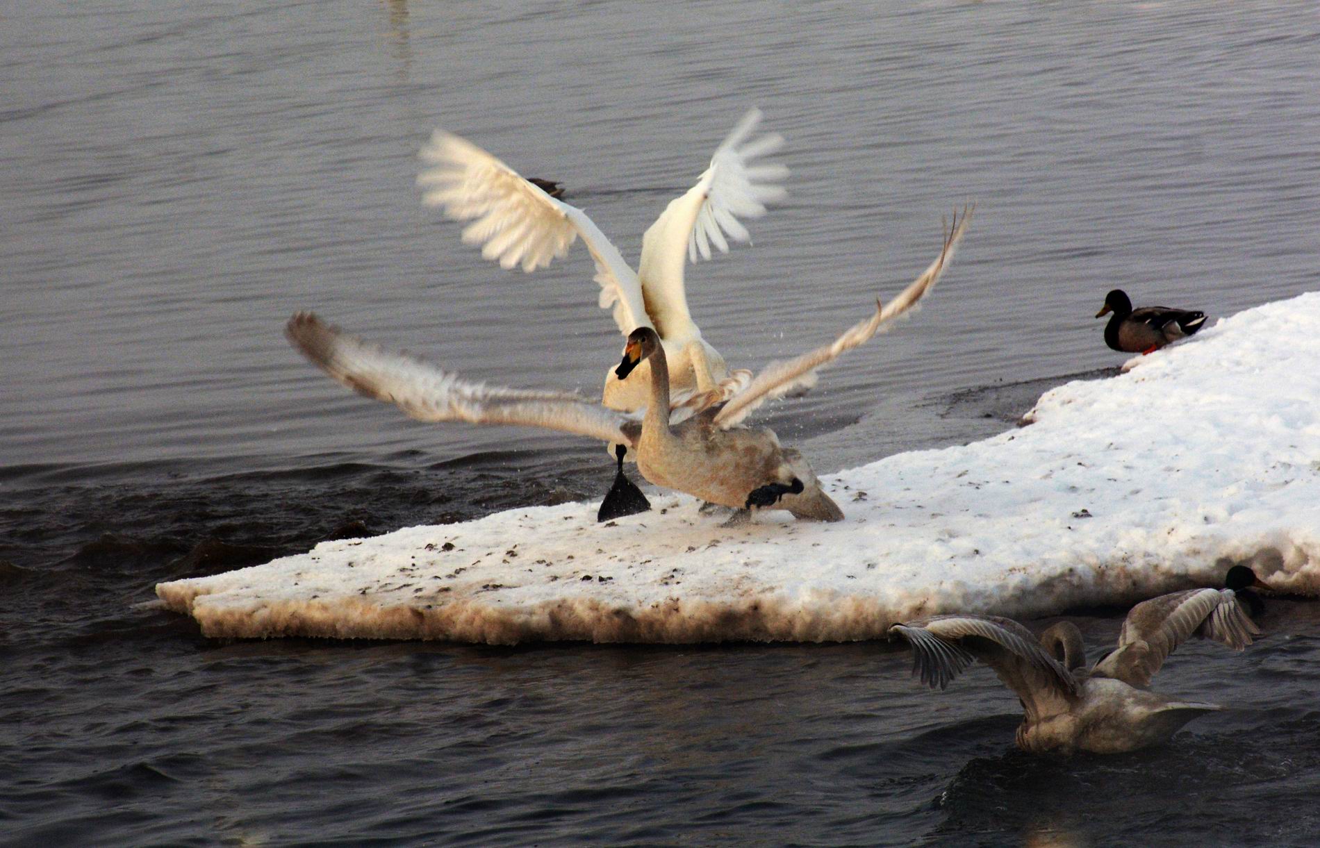 С DSC_3310.JPG