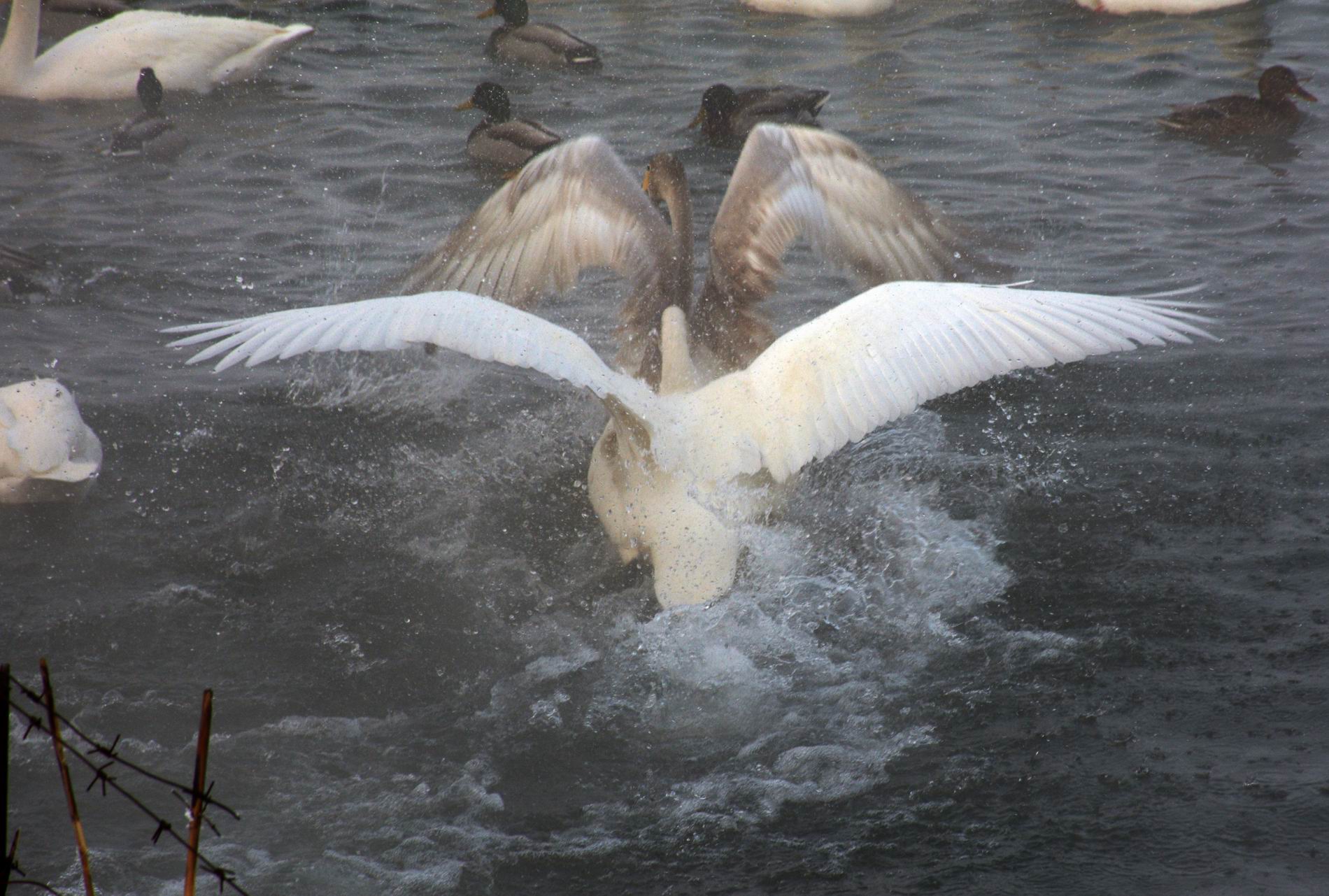 С DSC_3292.JPG