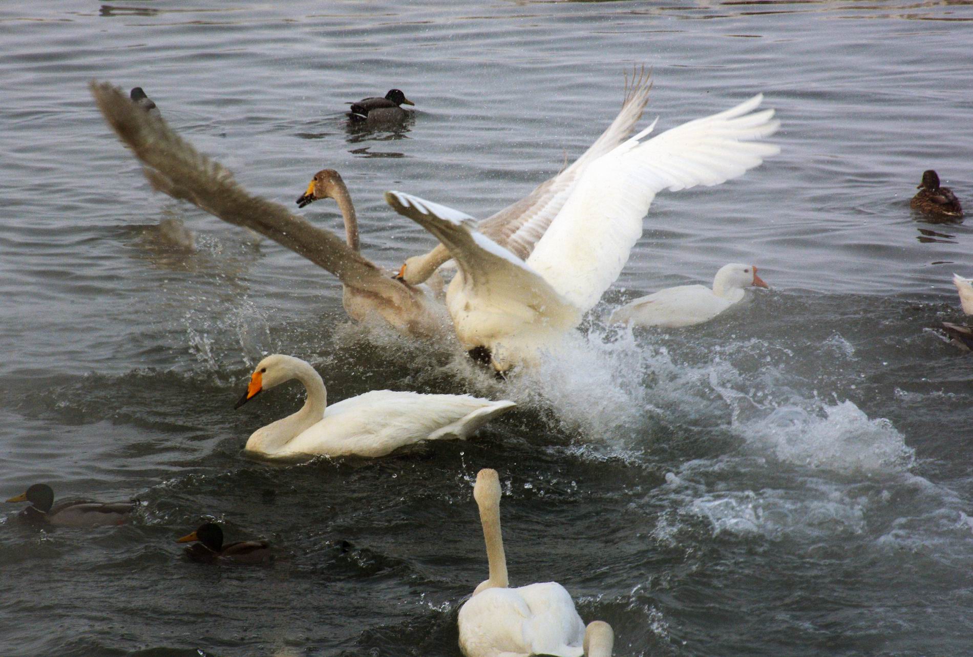 С DSC_3297.JPG