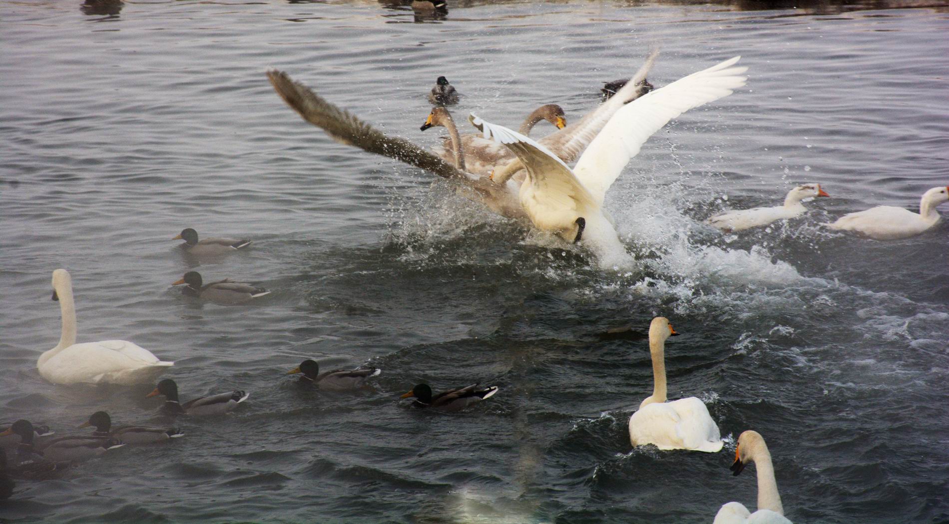 С DSC_3299.JPG