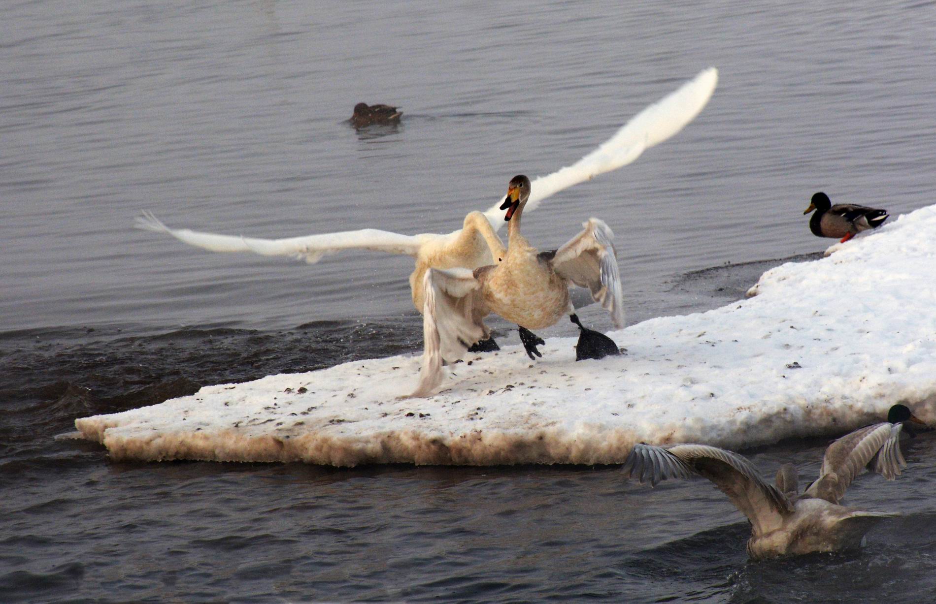 С DSC_3309.JPG