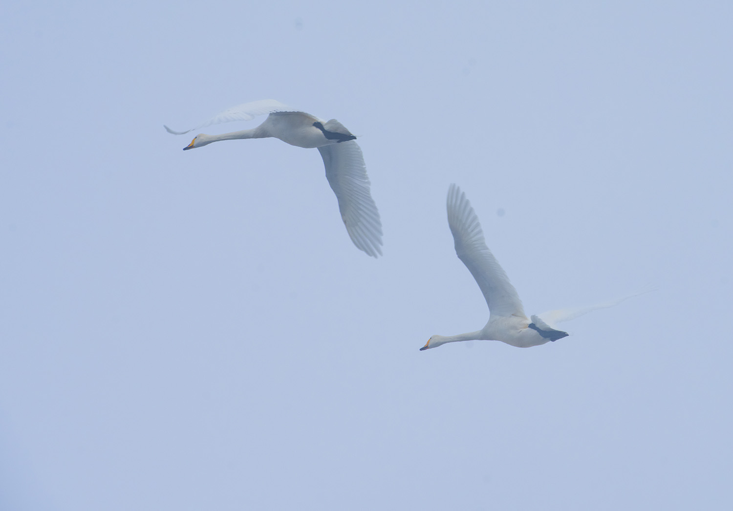 _DSC8716.JPG