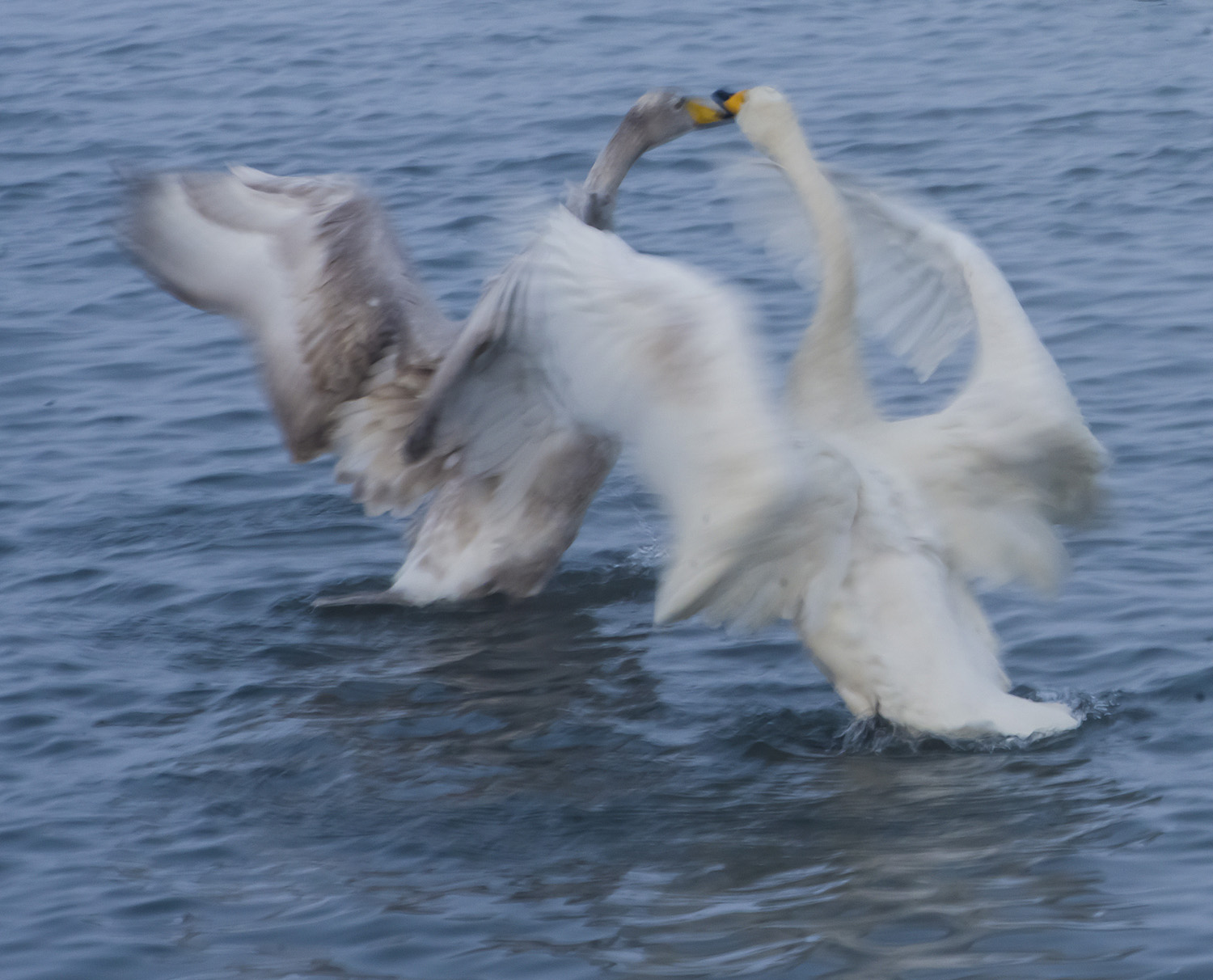_DSC9387.JPG