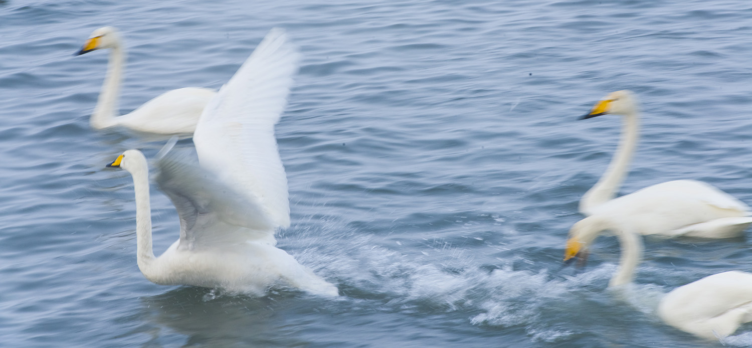 _DSC9406.JPG