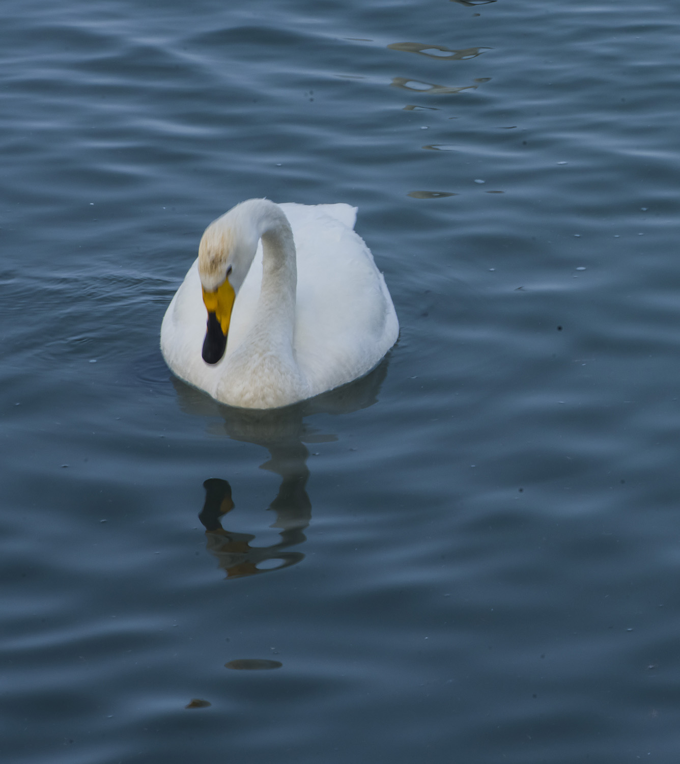 ˼