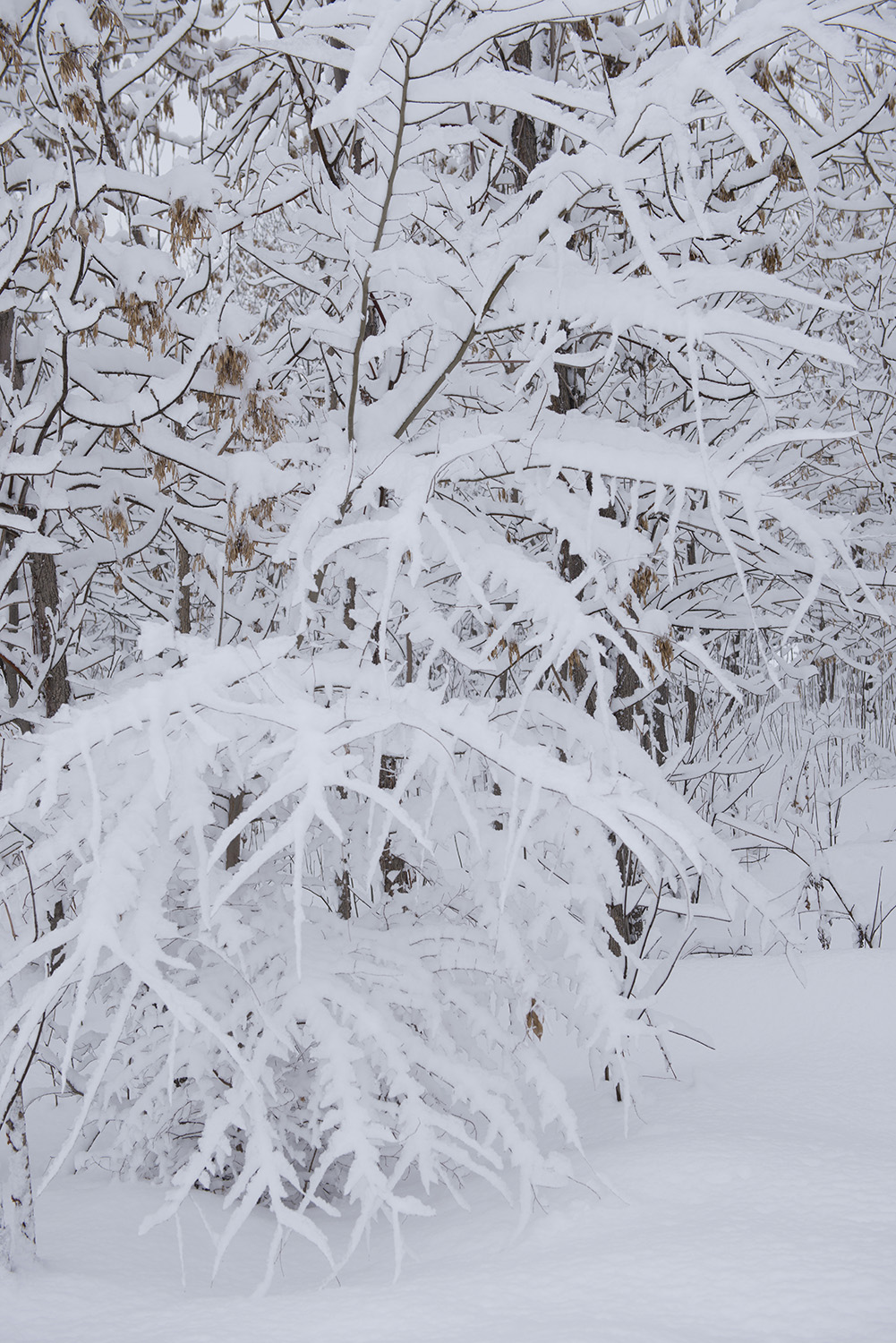 _DSC9663.JPG