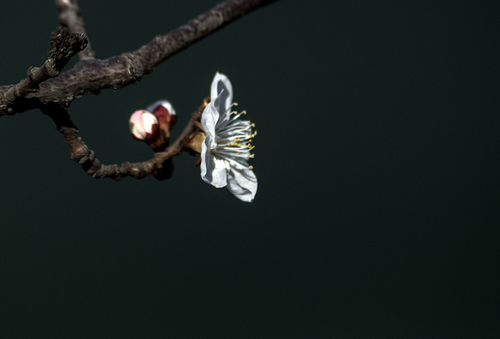 DSC_0063.jpg