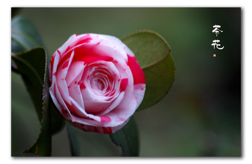 DSC_5424.JPG